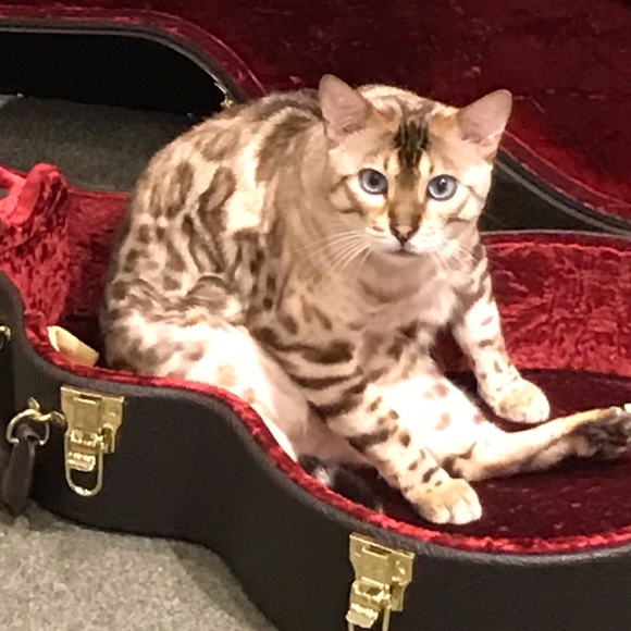 Meet your doom, the ghost of King Magnus. - Picture 2 of 3